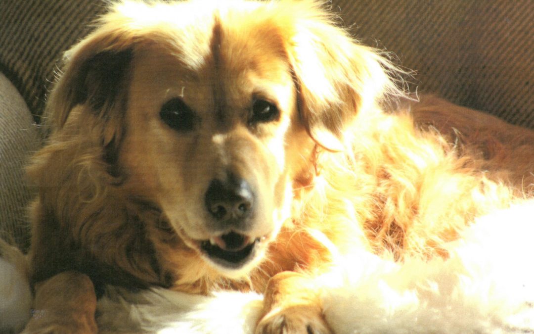 “Read to a Dog” programme run by local Library